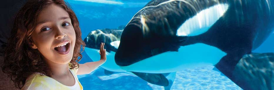 SeaWorld Orlando - 1 visita - Acima de 3 anos
